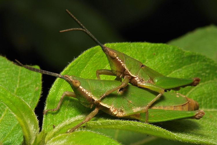 Pyrgomorphidae Vegetable Grasshoppers Atractomorpha sp Pyrgomorphidae Flickr