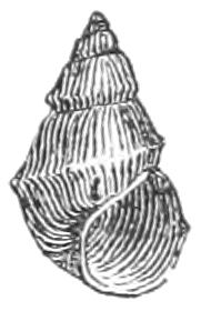 Pyrgulopsis httpsuploadwikimediaorgwikipediacommonsbb