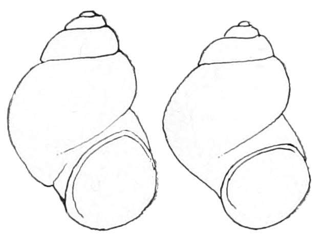 Pyrgulopsis deserta
