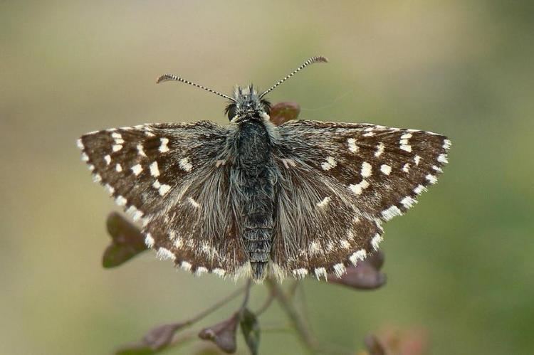 Pyrgus malvoides wwwlepiforumdewebbbsmediaforum288880393jpg