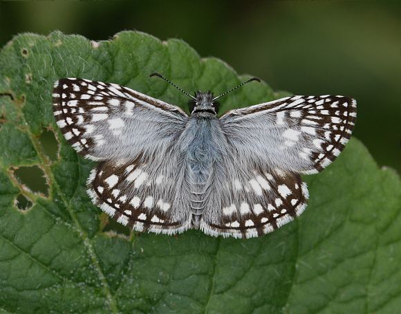 Pyrgus oileus Butterflies of North America Pyrgus oileus