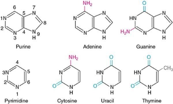 Pyrimidine What is the difference between a purine and a pyrimidine Socratic