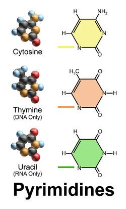 Pyrimidine httpsuploadwikimediaorgwikipediacommonsthu