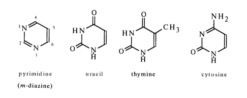 Pyrimidine Pyrimidine and Purine Bases