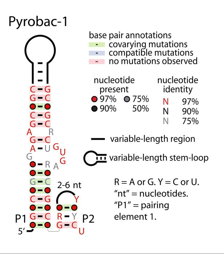 Pyrobac-1 RNA motif