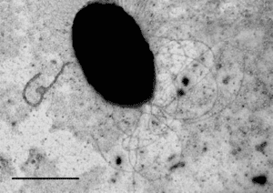 Pyrococcus Pyrococcus yayanosii MicrobeWiki