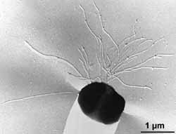 Pyrococcus Pyrococcus MicrobeWiki