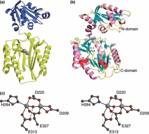 Pyrococcus furiosus Monomeric structure of the prolidase from Pyrococcus furiosus