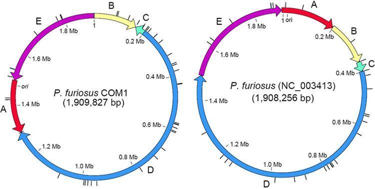 Pyrococcus furiosus Genome Sequencing of a Genetically Tractable Pyrococcus furiosus