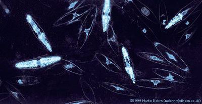 Pyrocystis fusiformis Bioluminescence in Pyrocystis fusiformis and Vibrio harveyi