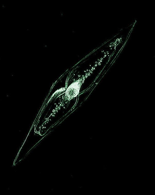 Pyrocystis fusiformis pyrocystis fusiformis dinoflagellate colorized mb