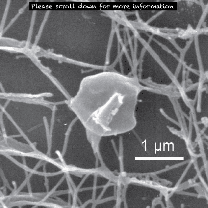Pyrodictium Microbe