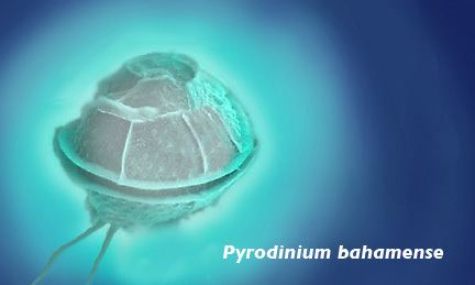 Pyrodinium bahamense Bioluminescence and the pyrodinium plankton in the Fajardo and