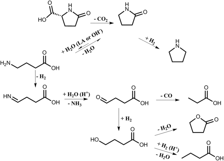 Pyroglutamic acid Pdcatalyzed decarboxylation of glutamic acid and pyroglutamic acid