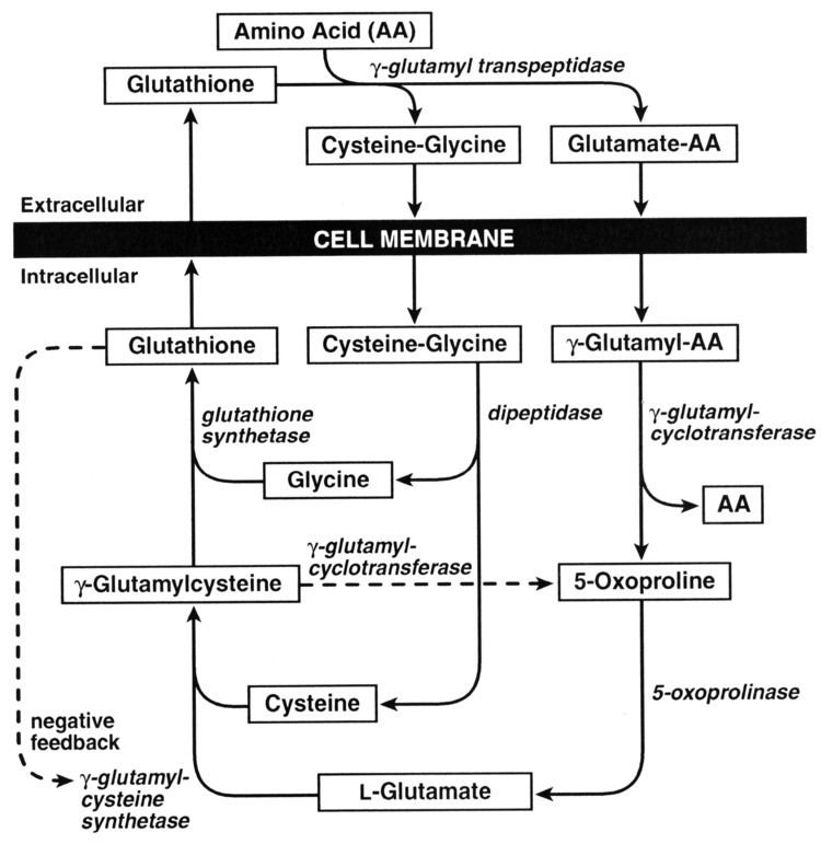 Pyroglutamic acid Increased Anion Gap Metabolic Acidosis as a Result of 5Oxoproline