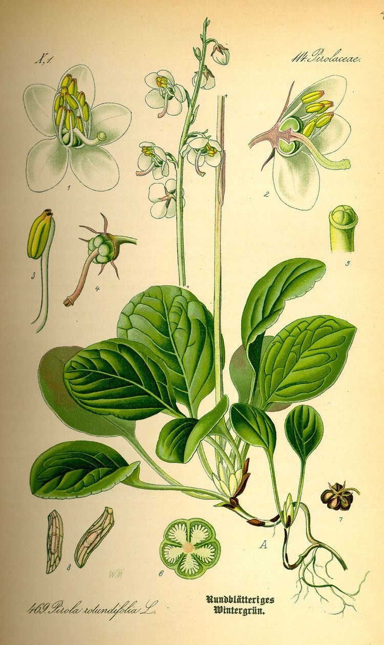 Pyrola Pyrola rotundifolia Wikipedia