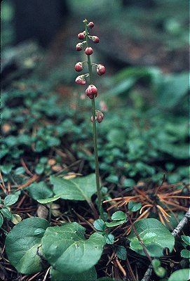 Pyrola asarifolia Online Virtual Flora of Wisconsin Pyrola asarifolia