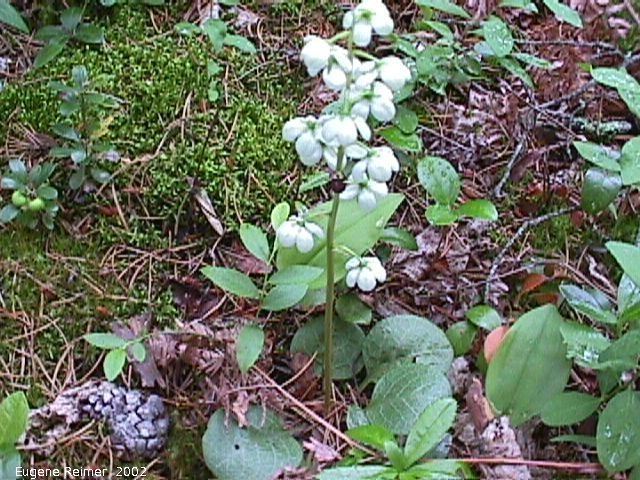 Pyrola chlorantha Greenishwhite wintergreen Pyrola chlorantha