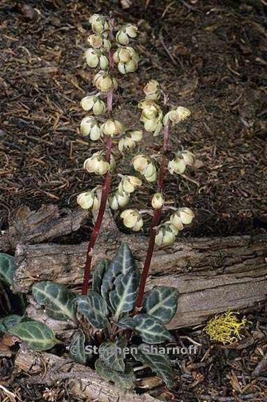 Pyrola picta Pyrola picta