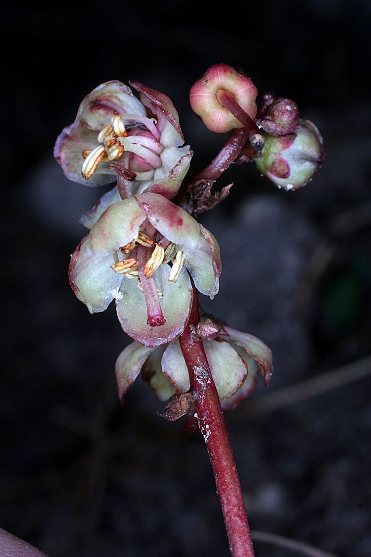 Pyrola picta Vascular Plants of the Gila Wilderness Pyrola picta