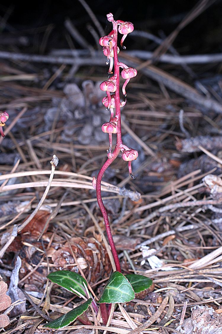 Pyrola picta Vascular Plants of the Gila Wilderness Pyrola picta