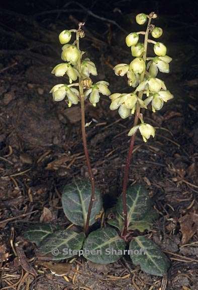 Pyrola picta Pyrola picta