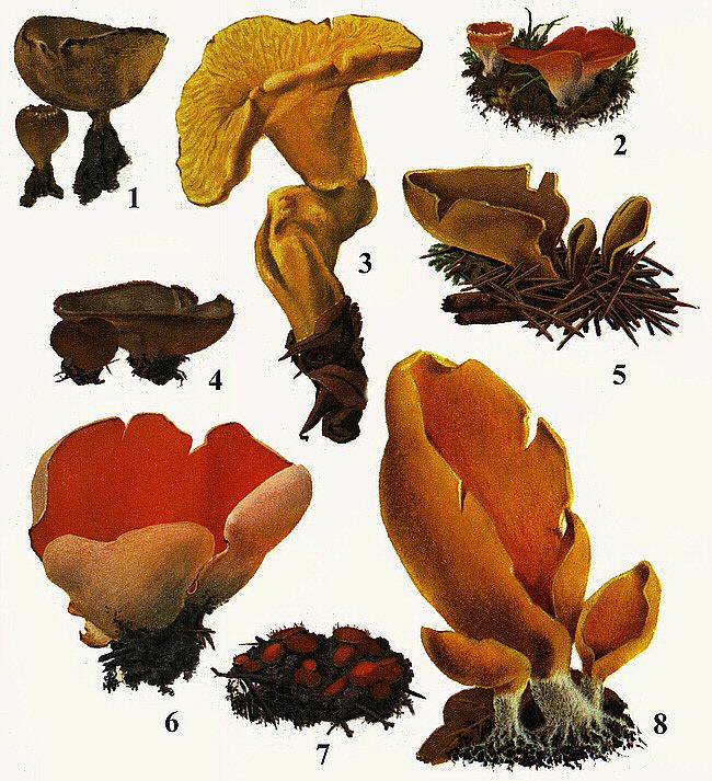Pyronemataceae British Mushrooms and Toadstools Pyronemataceae