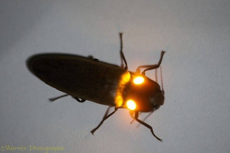 Pyrophorus (beetle) Luminous click beetle photo WP33361