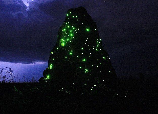 Pyrophorus (beetle) termite mound glowing at night due to presence of bioluminescent
