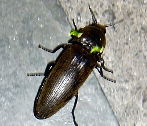 Pyrophorus (beetle) Pyrophorus nyctophanus Wikipedia