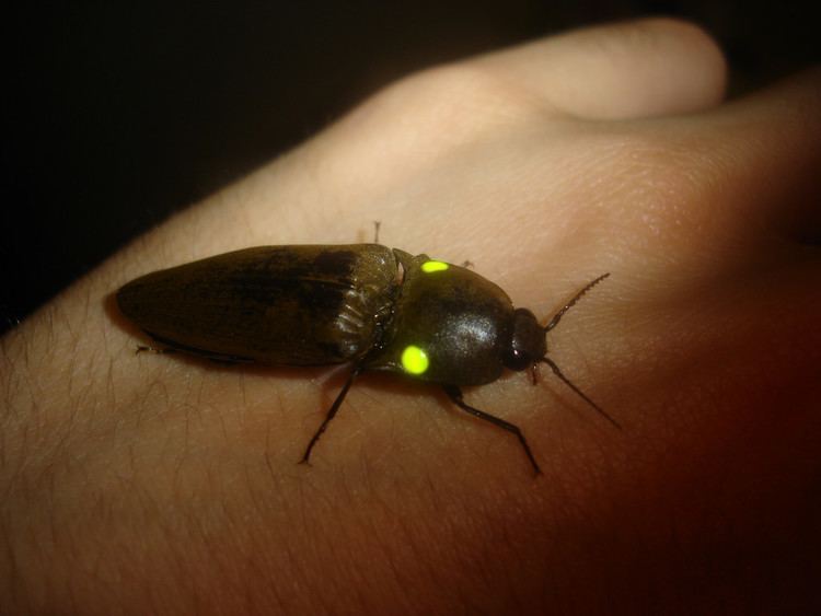 Pyrophorus (beetle) httpsfarm6staticflickrcom5298554600568679