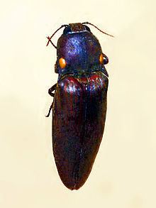 Pyrophorus noctilucus httpsuploadwikimediaorgwikipediacommonsthu