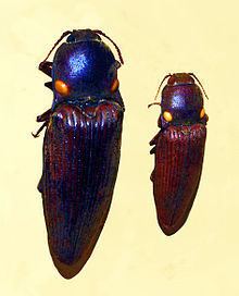 Pyrophorus punctatissimus httpsuploadwikimediaorgwikipediacommonsthu