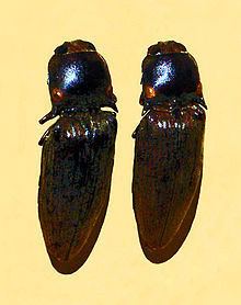 Pyrophorus tuberculifer httpsuploadwikimediaorgwikipediacommonsthu