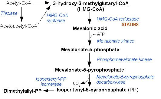 Pyrophosphomevalonate decarboxylase