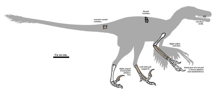 Pyroraptor Pyroraptor Wikipedia