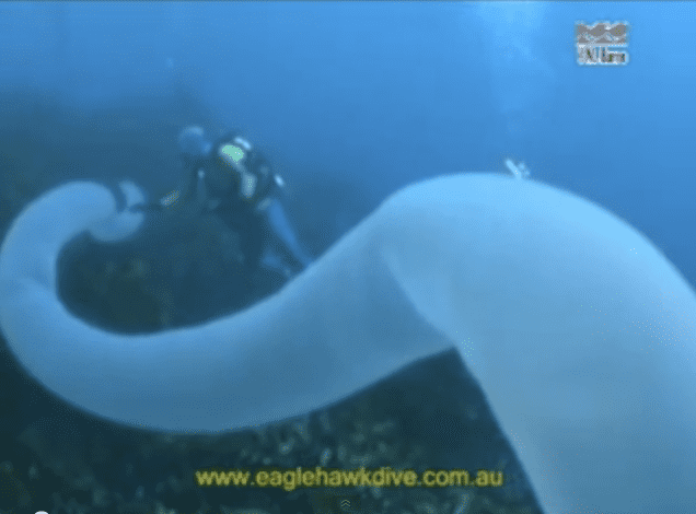 Pyrosome The 60 foot long jet powered animal you39ve probably never heard of