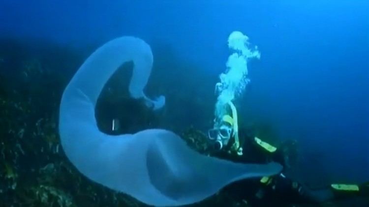 Pyrosome Pyrosomes are the Borg of the Oceans Nerdist