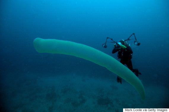 Pyrosome That Pyrosome Spotted In The Philippines May Actually Be A Mass Of
