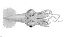 Pyroteuthis Margaritifera - Alchetron, The Free Social Encyclopedia