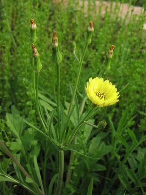 Pyrrhopappus carolinianus Pyrrhopappus carolinianus