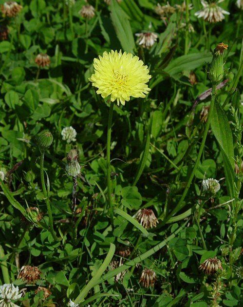 Pyrrhopappus carolinianus Pyrrhopappus carolinianus Carolina Desertchicory Discover Life