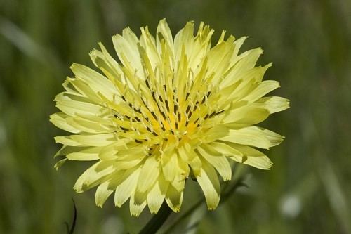 Pyrrhopappus carolinianus Pyrrhopappus carolinianus