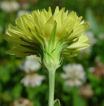 Pyrrhopappus carolinianus Pyrrhopappus carolinianus Carolina Desertchicory Discover Life