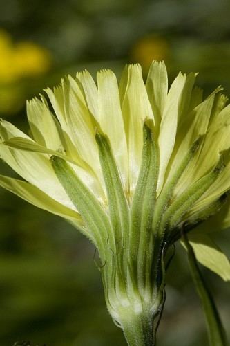 Pyrrhopappus carolinianus Pyrrhopappus carolinianus