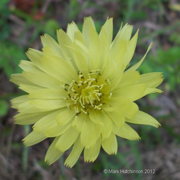 Pyrrhopappus carolinianus - Alchetron, the free social encyclopedia