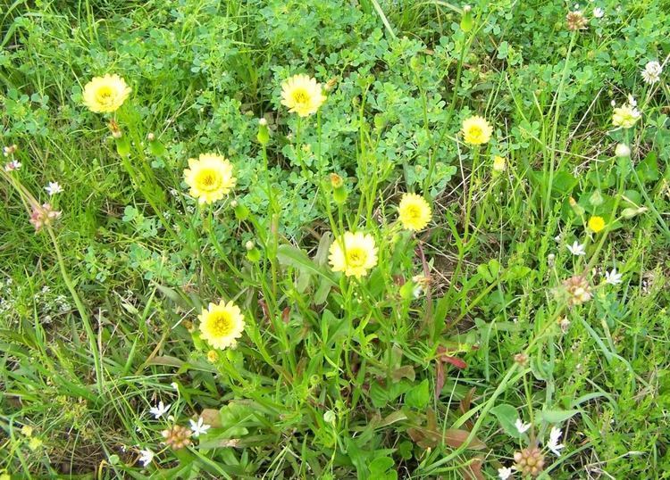 Pyrrhopappus carolinianus Wild Plants of Southeast Texas Pyrrhopappus carolinianus