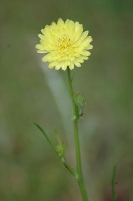 Pyrrhopappus carolinianus Pyrrhopappus Gardening in the Coastal Southeast