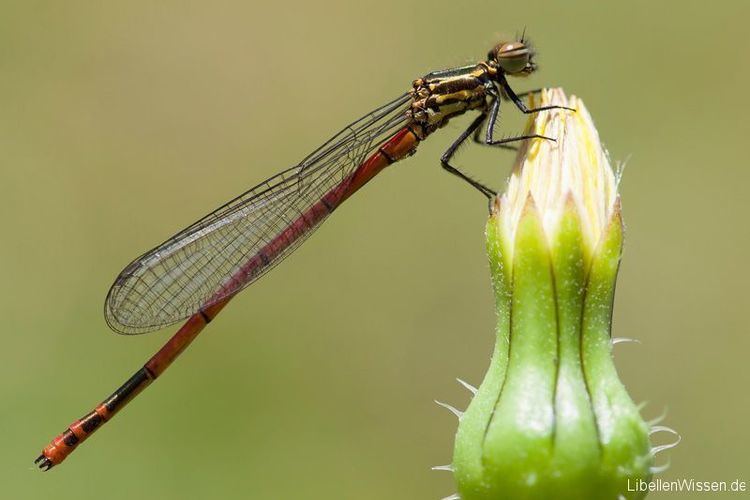 Pyrrhosoma elisabethae BalkanAdonislibelle Pyrrhosoma elisabethae LibellenWissende