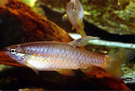Pyrrhulina Fish Identification